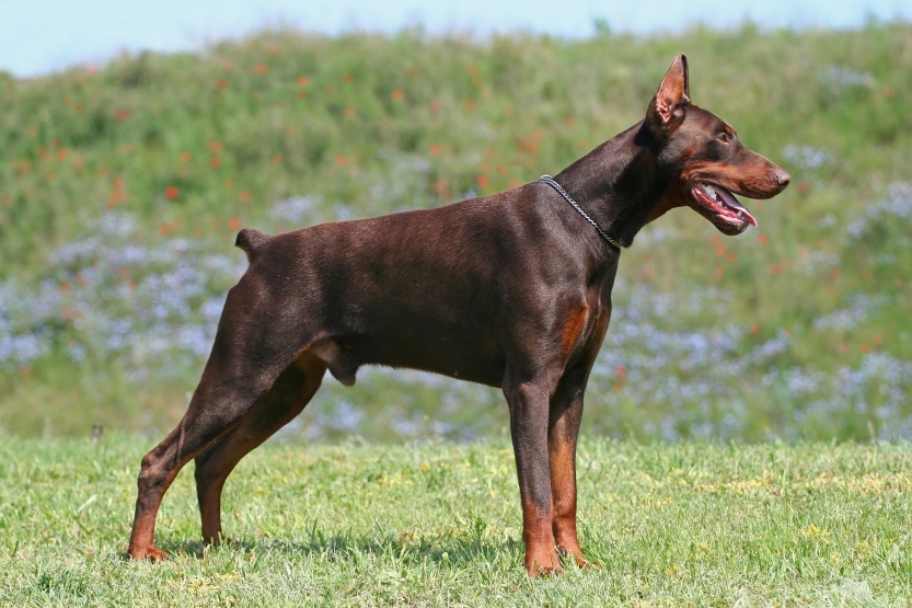 Características de los perros dobermann pinscher