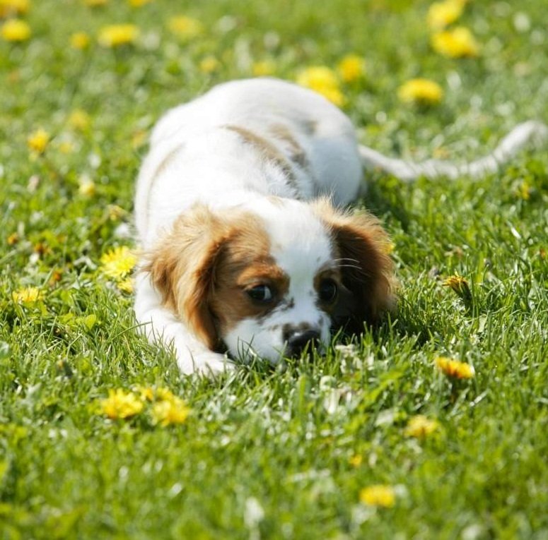 Cosas que debes saber sobre la picadura de avispa en perros