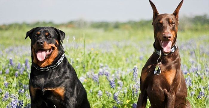 Diferencias entre los perros de la raza Rottweiler y los perros Doberman