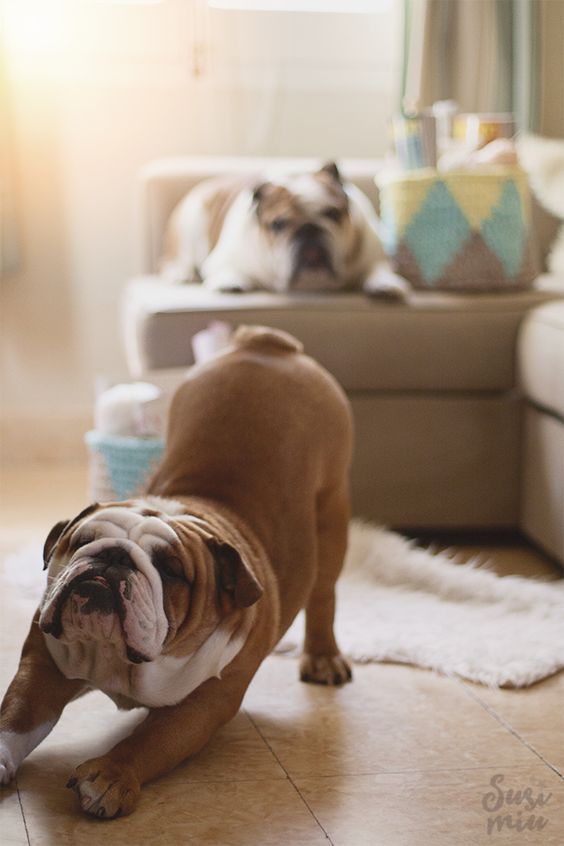 Razas de perros ideales para pisos bulldog ingles