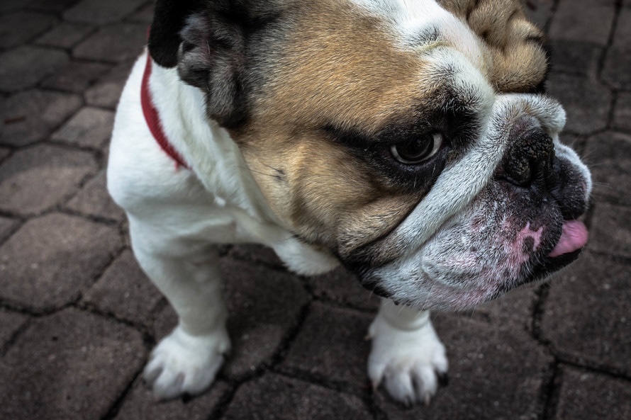 Bulldog inglés, otro de los perros arrugados más conocidos