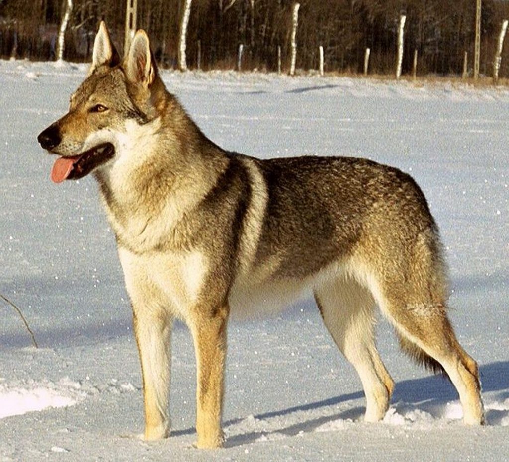 Características de la raza del perro lobo checoslovaco