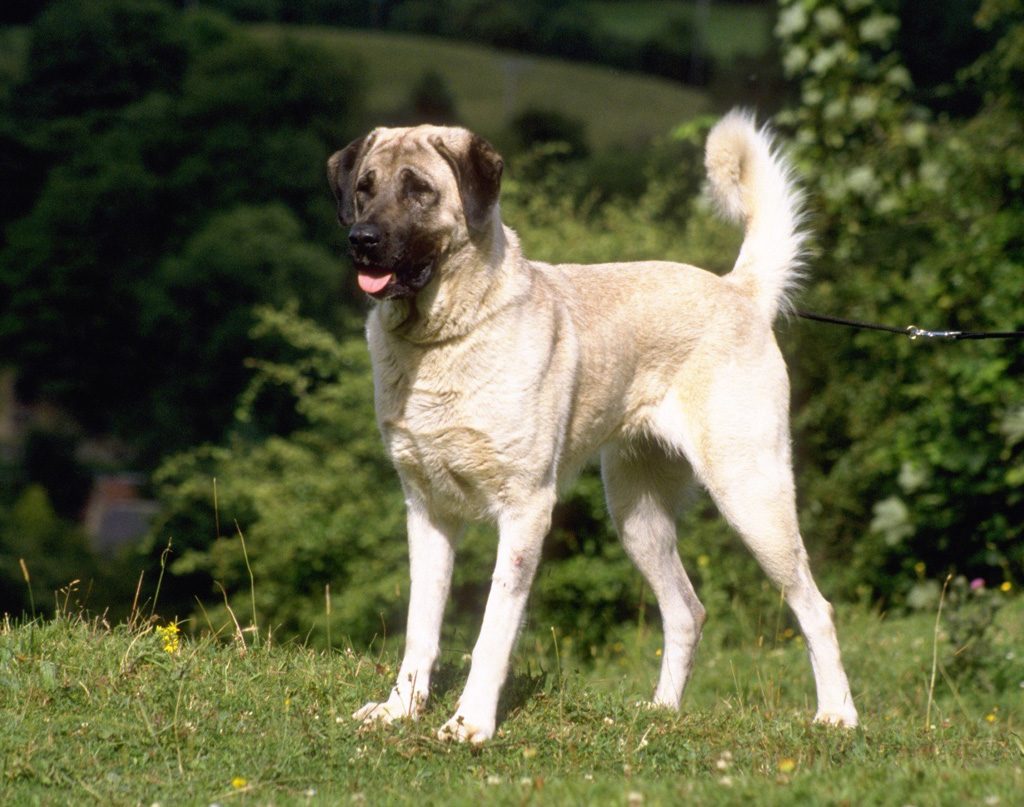 Características físicas del perro pastor de Anatolia