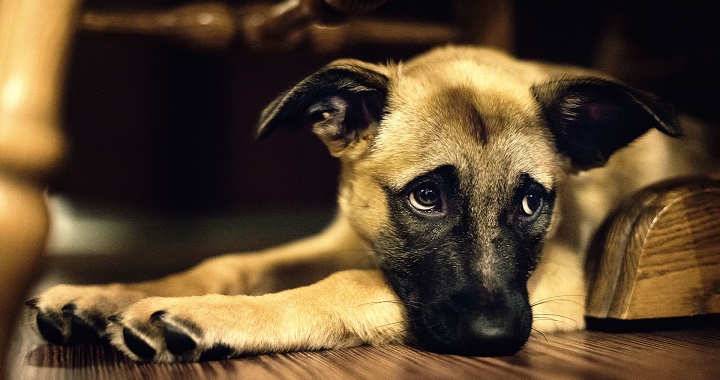 causas de la depresion en perros