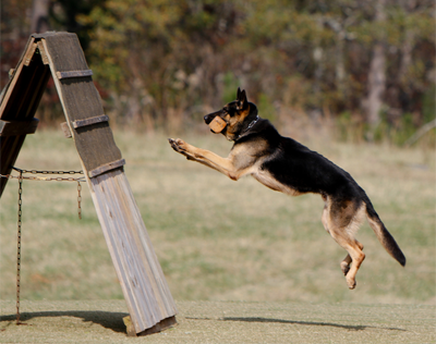 Cómo se desarrolla el entrenamiento schutzhund
