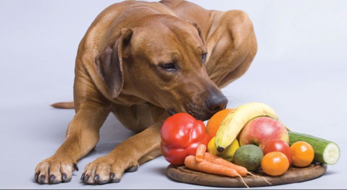 Consejos antes dar fruta a tu perro