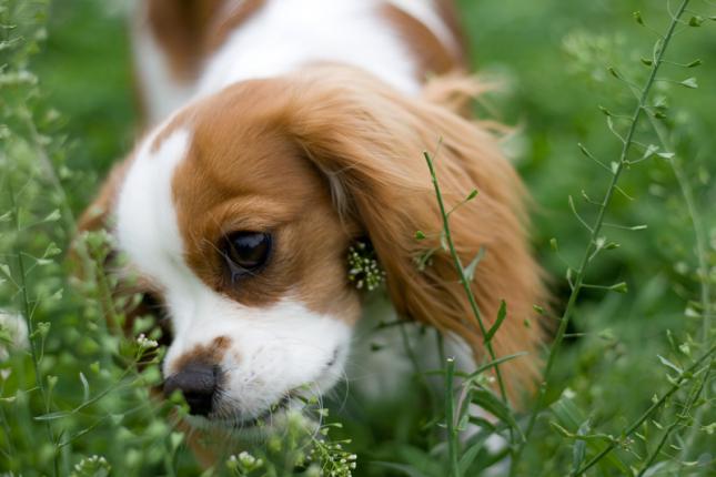 consejos y advertencias sobre el shock anafilactico en perros