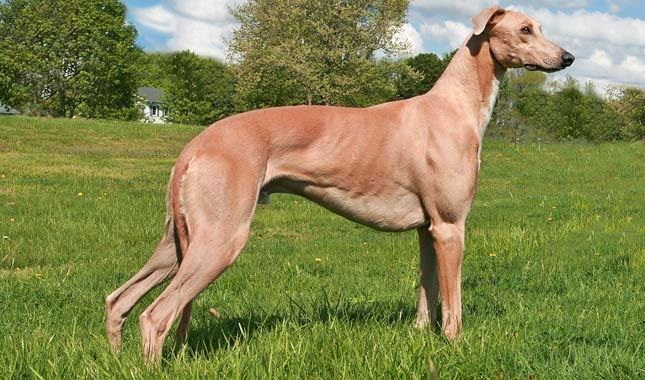 Cuál es el origen de la raza del galgo inglés o greyhound