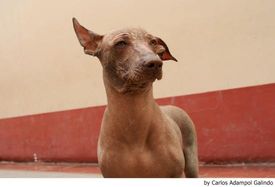 El carácter de la raza de perro sin pelo del Perú