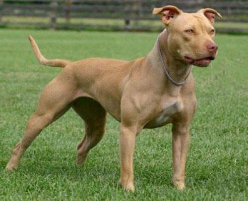 Es el Pit Bull Terrier Americano, una raza de perros agresiva