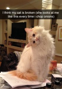 Snapchat y gatos los más adorables