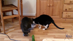 gato se asusta de un pepino