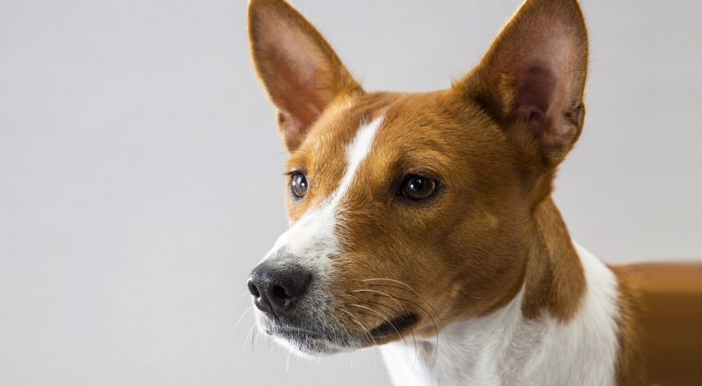 historia de la raza de perro Basenji