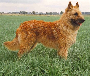 Historia del perro pastor belga laekenois