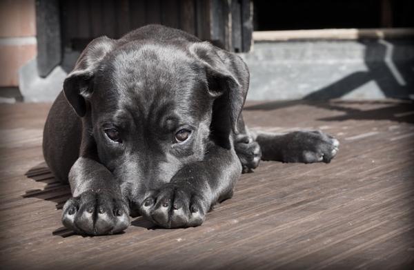 Combatir el mal aliento canino con remedios caseros