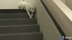 perro bajando escaleras tumbado