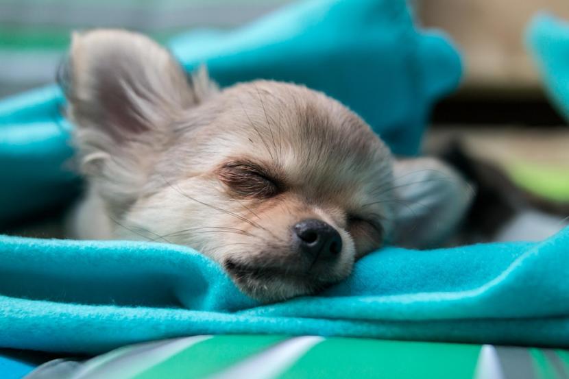 Qué cosas influyen a la hora de que tu perro se duerma