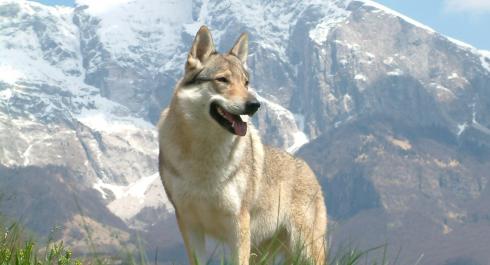 Qué cuidados necesita la raza del perro lobo checoslovaco