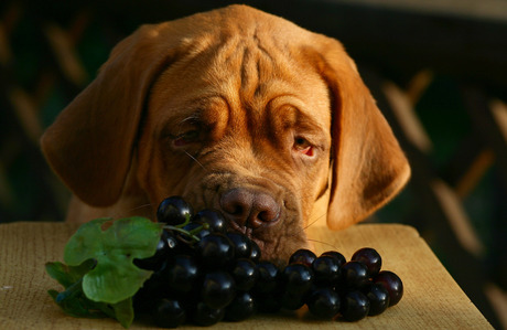 Qué hacer si tu perro come uvas