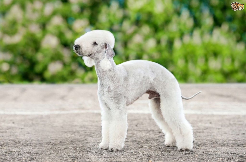  raza de perro Bedlington Terrier