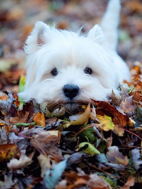 razas de perros que no sueltan pelo West Highland White Terrier 