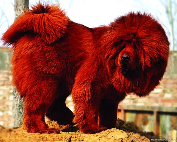 razas de perros glotones dogo del Tíbet