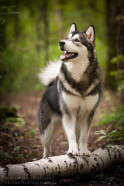 razas de perros lobo alaskan malamute