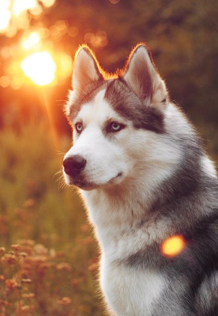 razas de perros lobo husky siberiano