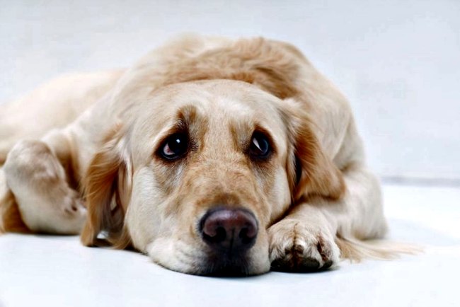 sintomas de la depresion en perros