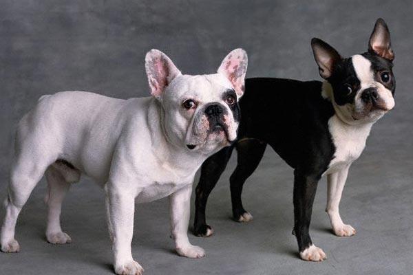 Temperamento del Boston Terrier y Bulldog Francés