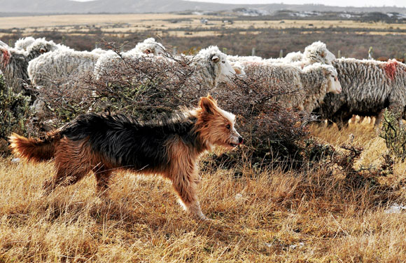 Temperamento del pastor ovejero magallánico