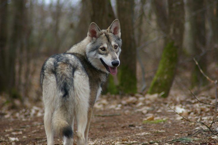 Cómo adiestrar a la raza del perro lobo de Saarloos