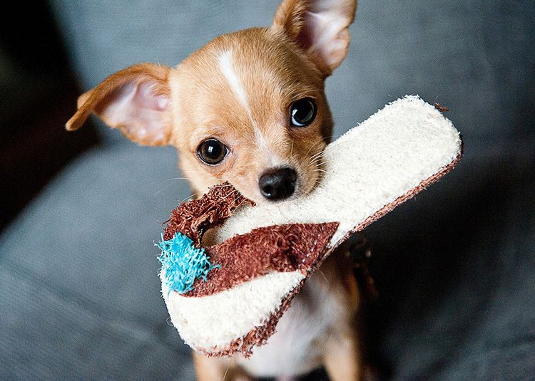 Cómo cuidar a tu perro Chihuahua