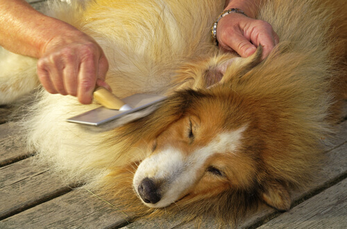 Cómo desenredar el pelo de un perro fácilmente