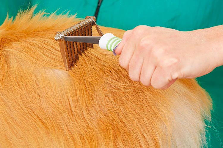 Cómo desenredar el pelo de un perro