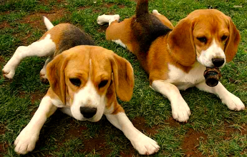 Cómo reconocer a un Beagle