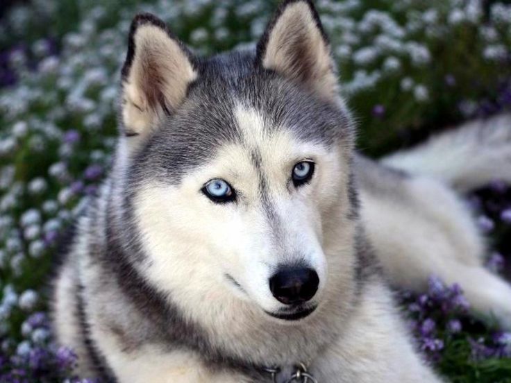Cómo son los perros husky siberianos