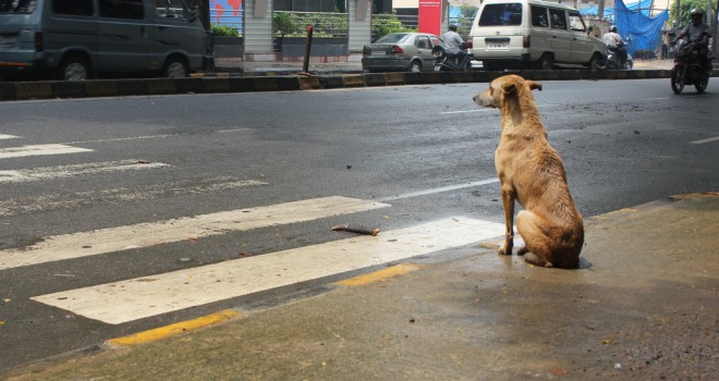 Consejos para enseñar a un perro a cruzar la calle