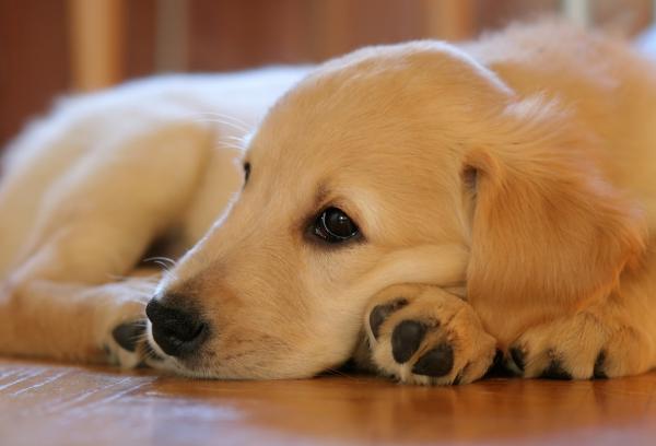 consejos puedes probar para que tu cachorro deje de llorar