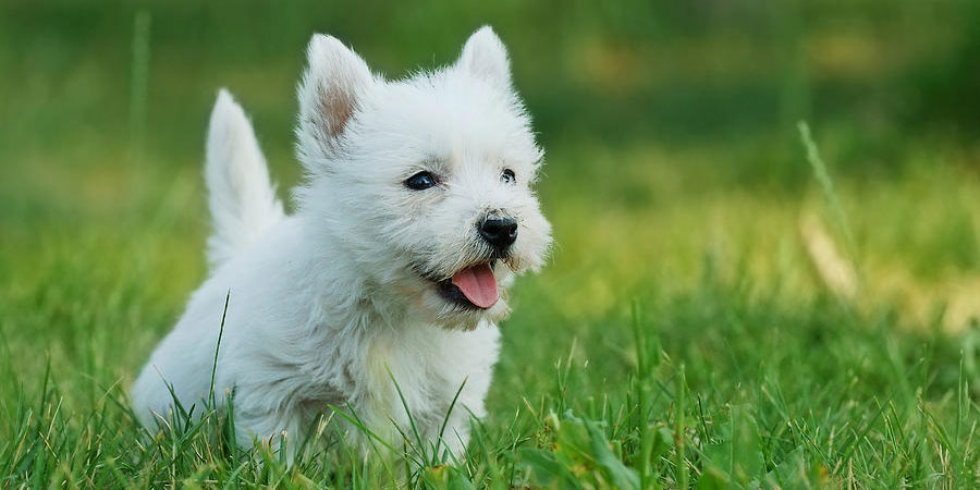 Cuáles son las características físicas de la raza west highland white terrier