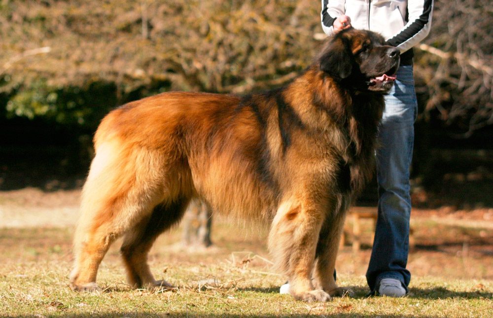 Cuáles son las características físicas del perro de raza leonberger