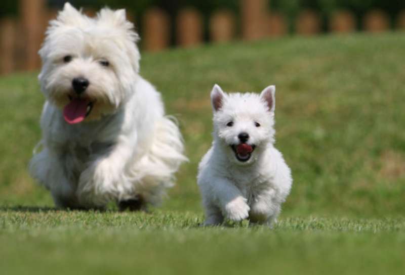Cuáles son los cuidados que necesita la raza west highland white terrier