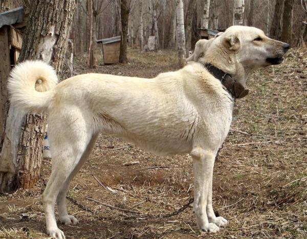 Cuidados que necesitan los perros de la raza turca kangal