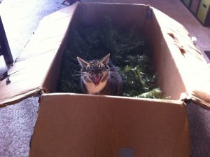 gato arbol de navidad