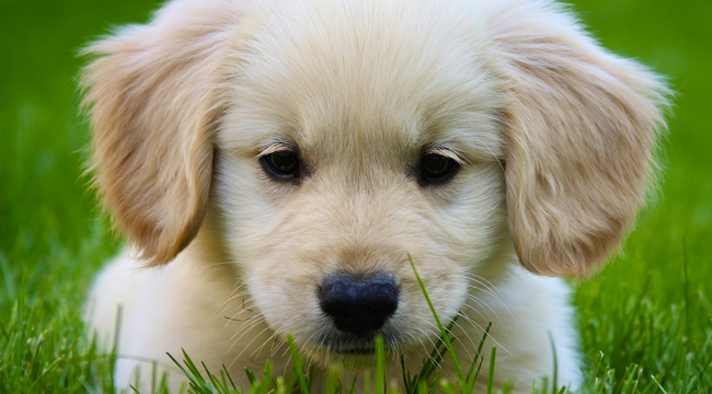 Las enfermedades más comunes del perro Golden Retriever
