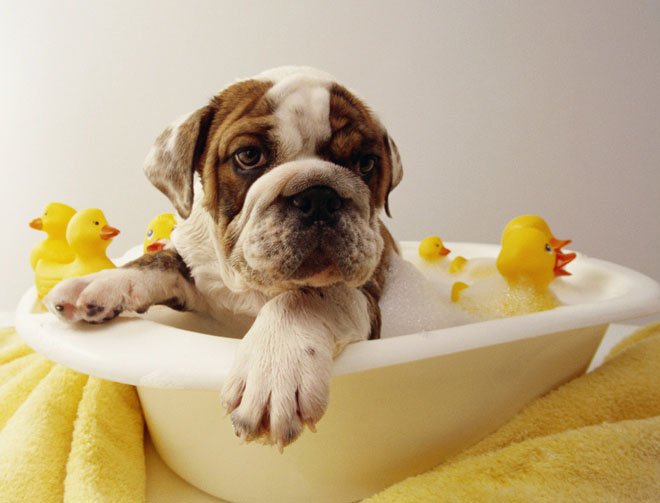 mitos sobre el baño de los perros