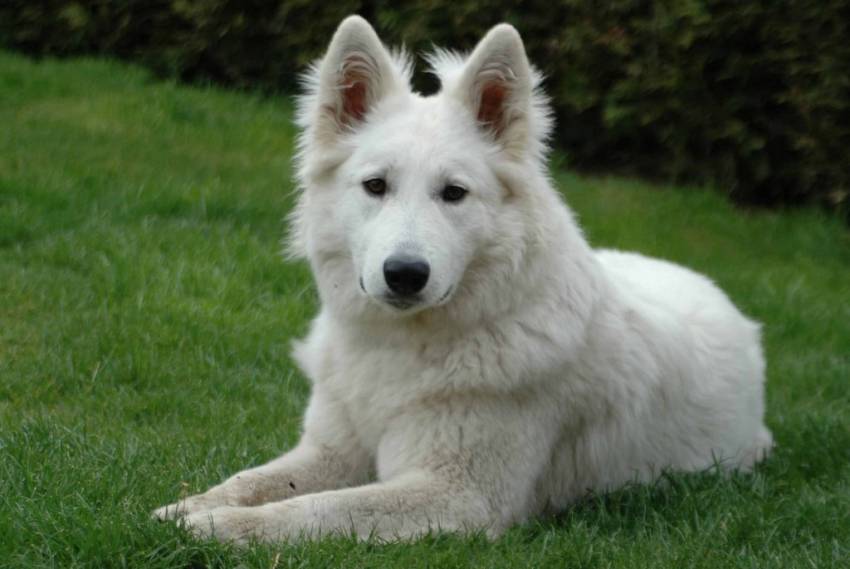 orígenes del perro pastor aleman blanco suizo