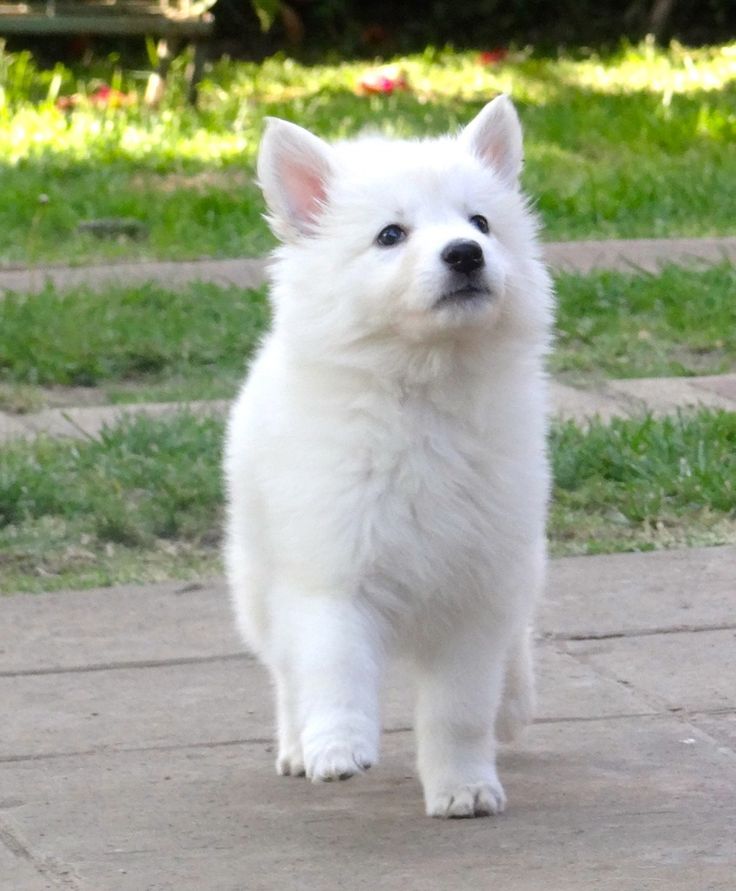 Perros albinos y perros blancos