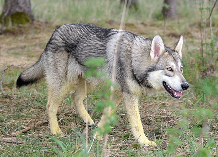 Qué características físicas tiene la raza del perro lobo de Saarloos