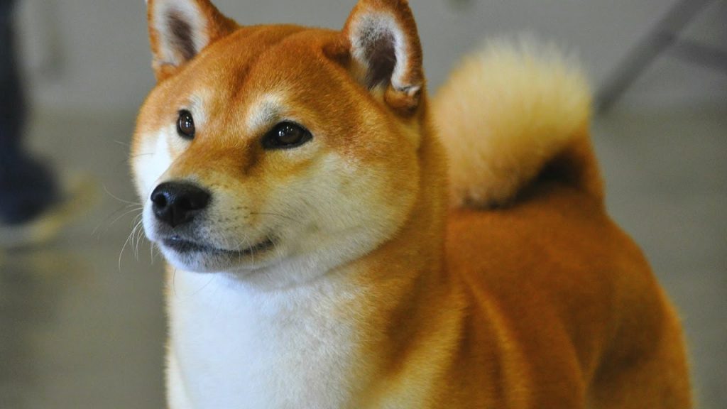 Qué características físicas tienen los perros shiba inu
